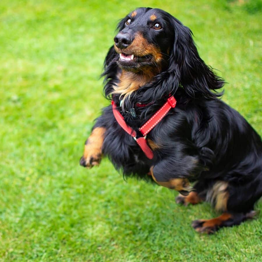 ¿Cómo hacer desaparecer el olor a perro de casa?