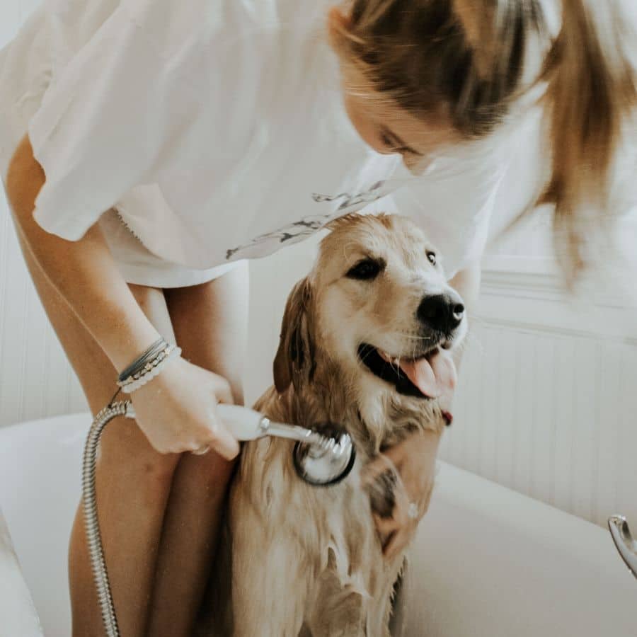 ¿Cada cuánto tiempo tengo que bañar a mi perro?