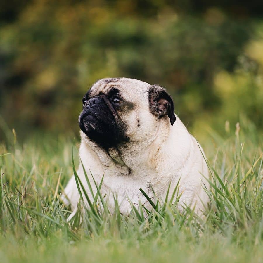 Problemas ocasionados por el sobrepeso en perros