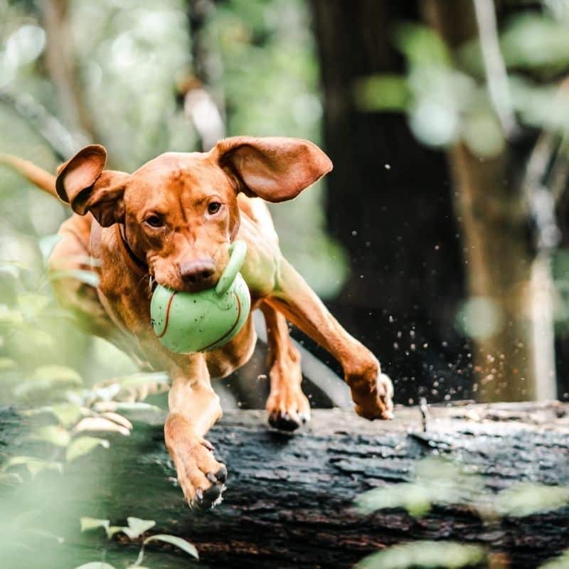 3 giochi da fare con il proprio cane