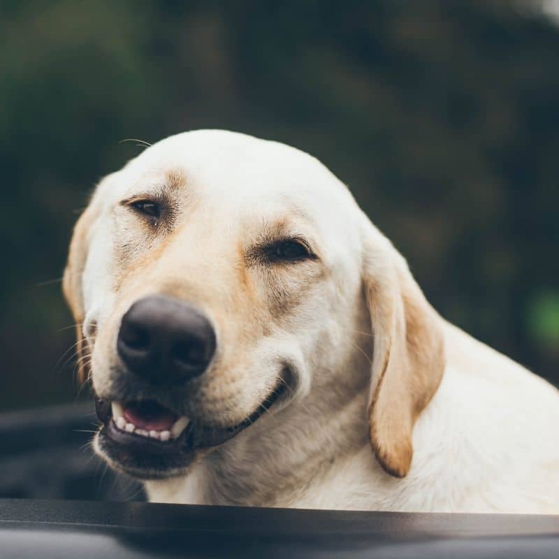 É aconselhável dar apenas ração húmida ao meu cão?