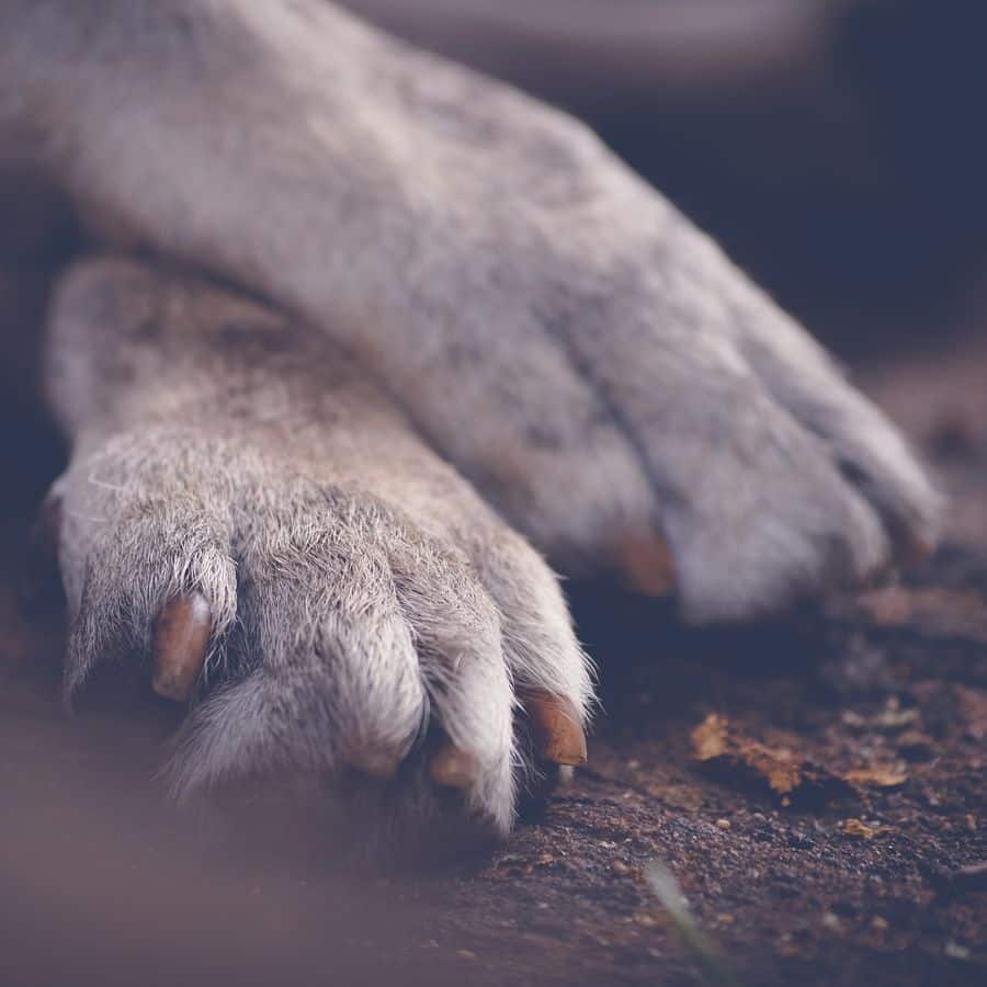 Todo lo que debes saber de las uñas y almohadillas de tu perro