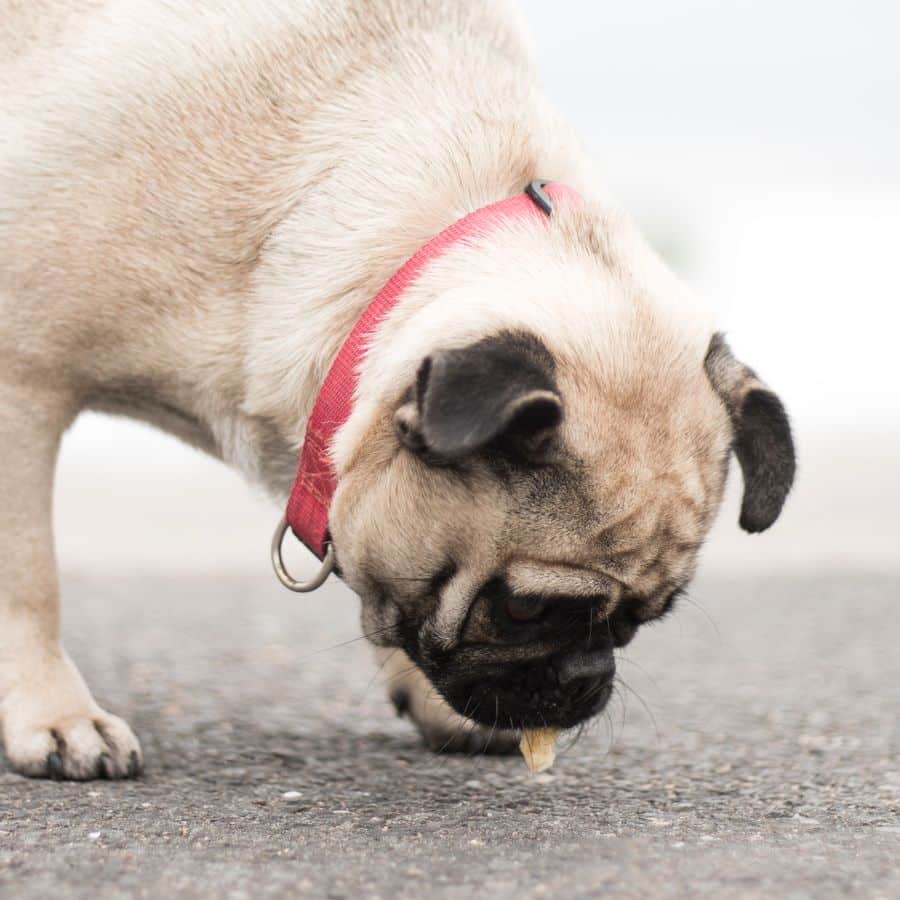 O meu cão está cansado da ração que come. O que devo fazer?