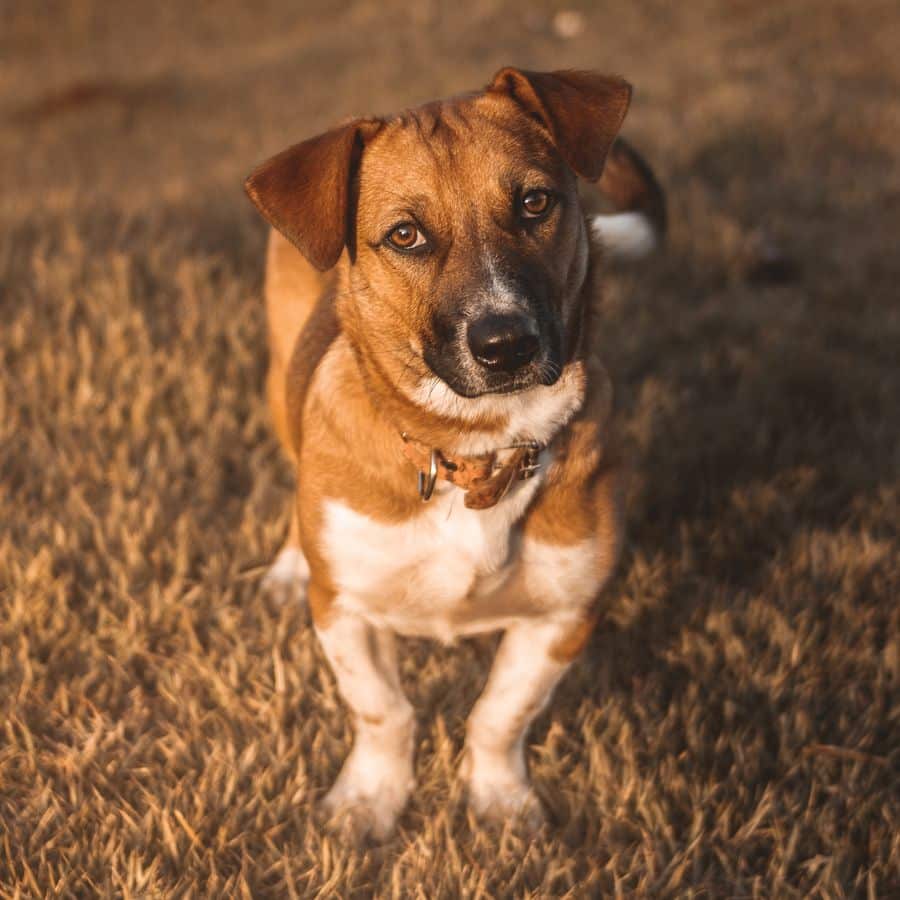 Señales de pérdida de audición en perros