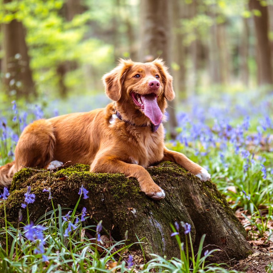 Ração Natural: 4 Benefícios para o seu cão