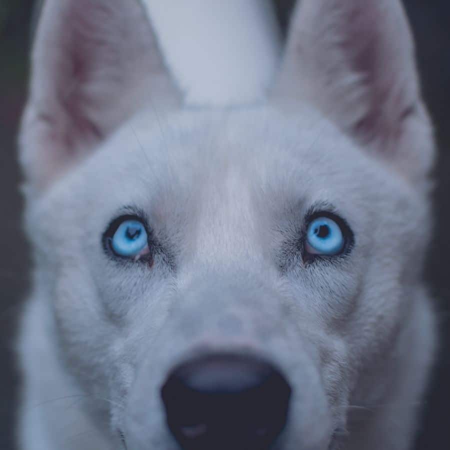 ¿Cómo limpiar los ojos a tu perro?