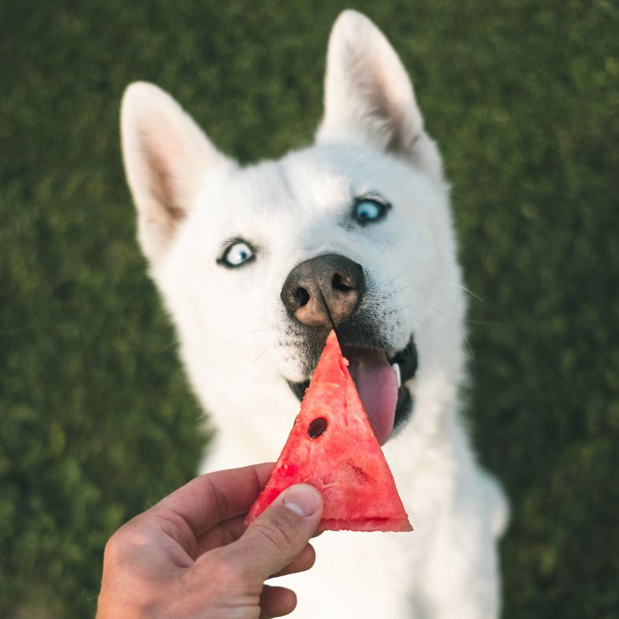 Que fruta os cães podem comer e outros alimentos