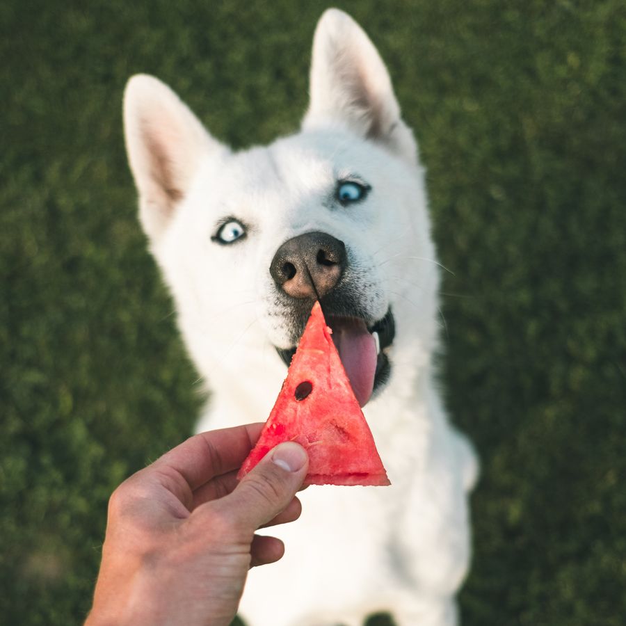 Suplementos necesarios en la dieta de los perros