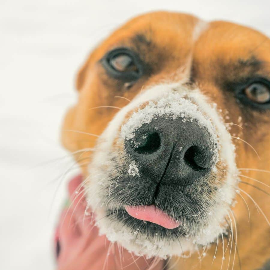 Cuidados necesarios para los perros en el invierno