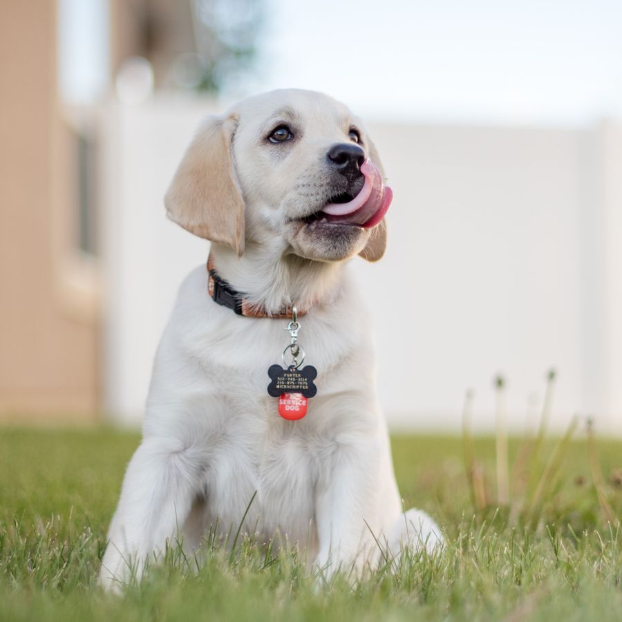 Novo cão em casa? 8 dicas para uma adaptação mais rápida.