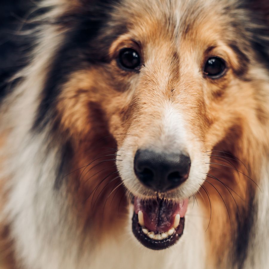 5 sinais de stress no cão