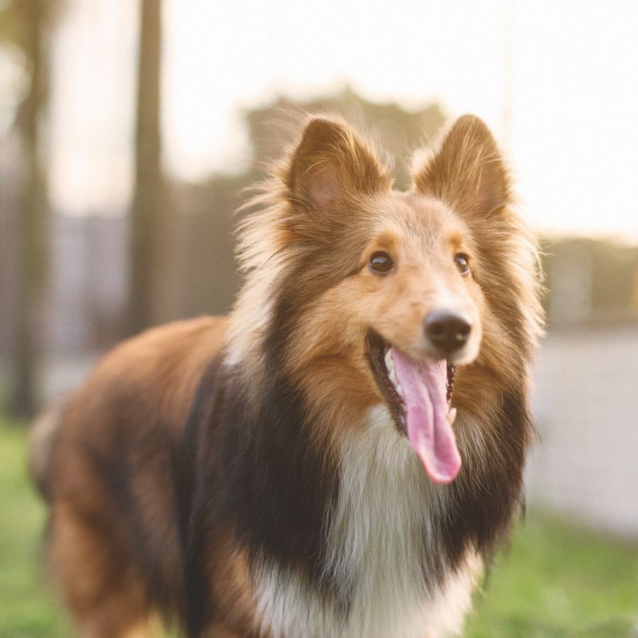 Cepillos ideales para cada tipo de pelo canino