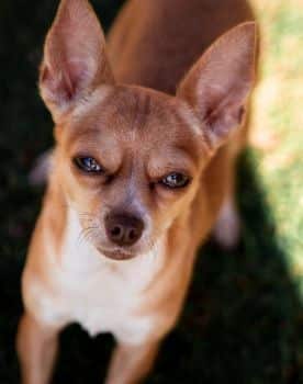 Chihuahua