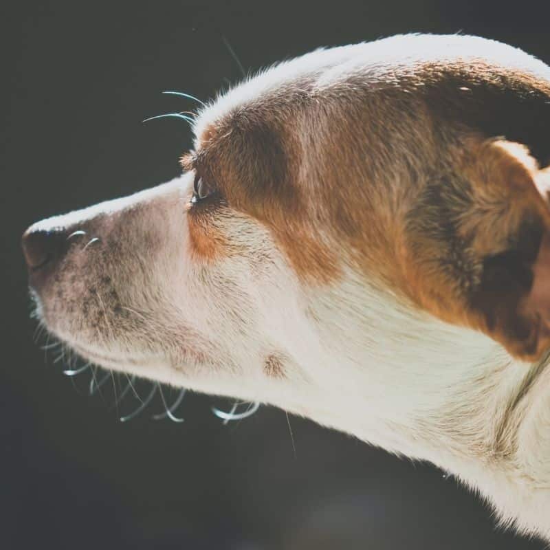 Sindrome di Cushing nel cane