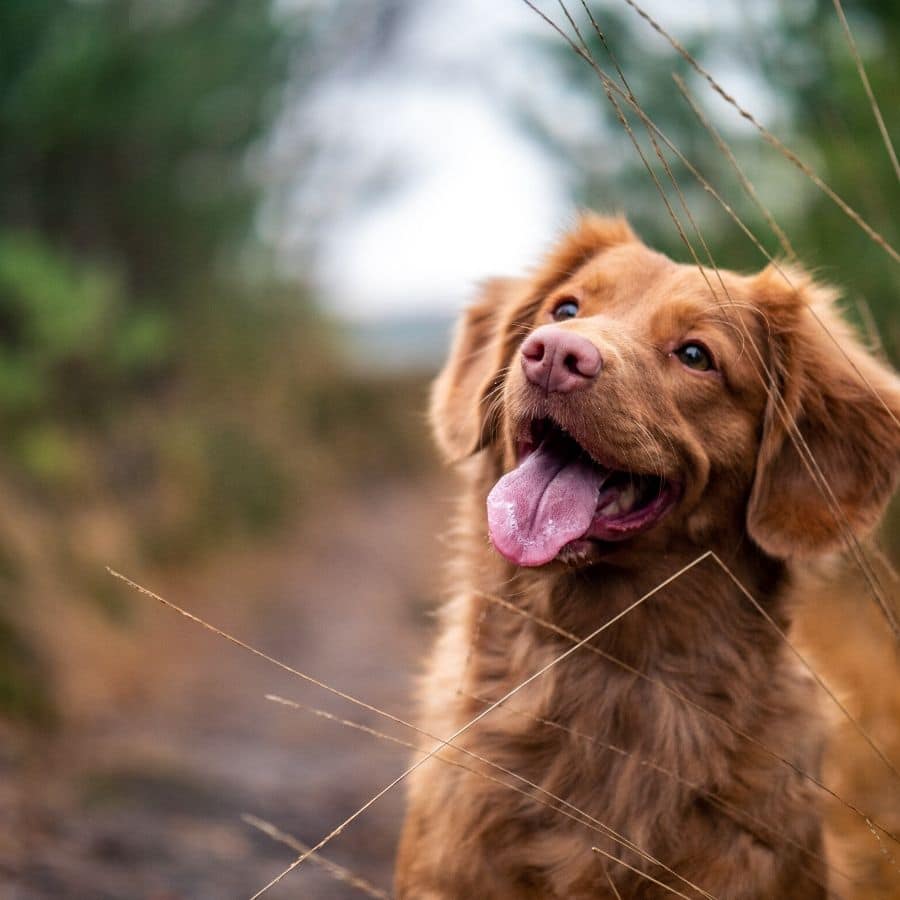 Was man über Hautpilz beim Hund wissen sollte