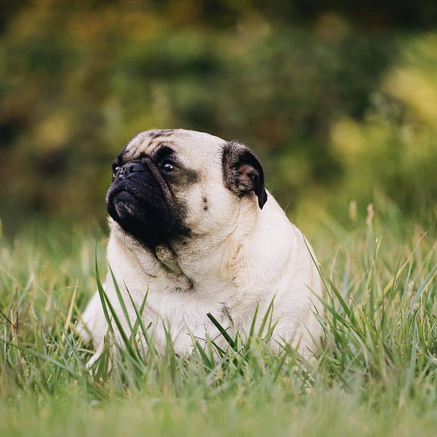 Wie kann ich Übergewicht bei Hunden vermeiden?