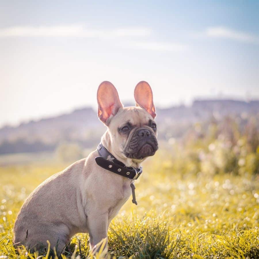 Otitis – Ohrenentzündung beim Hund