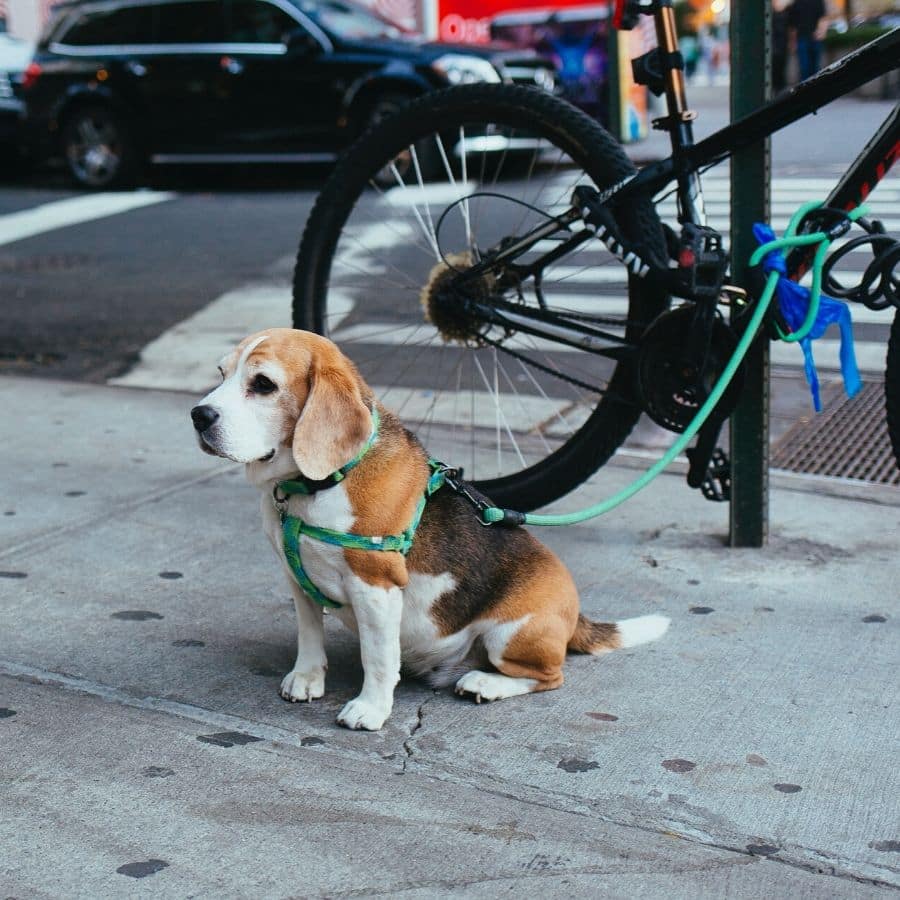 Problemas de saúde relacionados com a obesidade canina