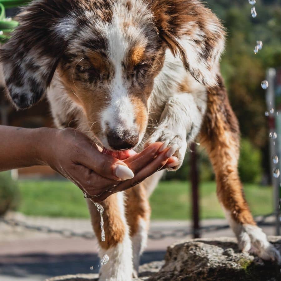 Devo dar uma dieta sem peixe ou sem carne ao meu cão?