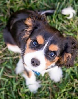 Cavalier King Charles