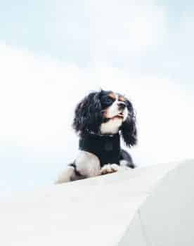 Cavalier King Charles