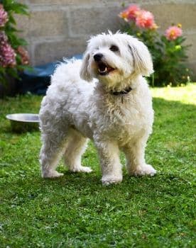 bichon maltese