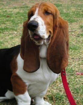 Basset Hound