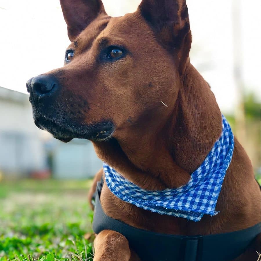 A agressividade do cão depende da sua raça?