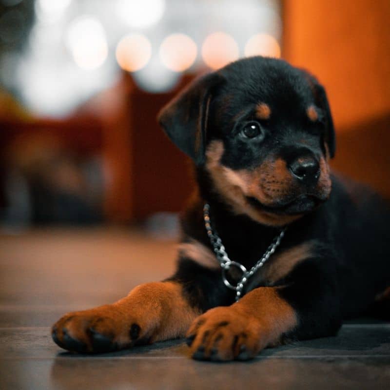 Qual a diferença entre Rottweiler alemão e americano?