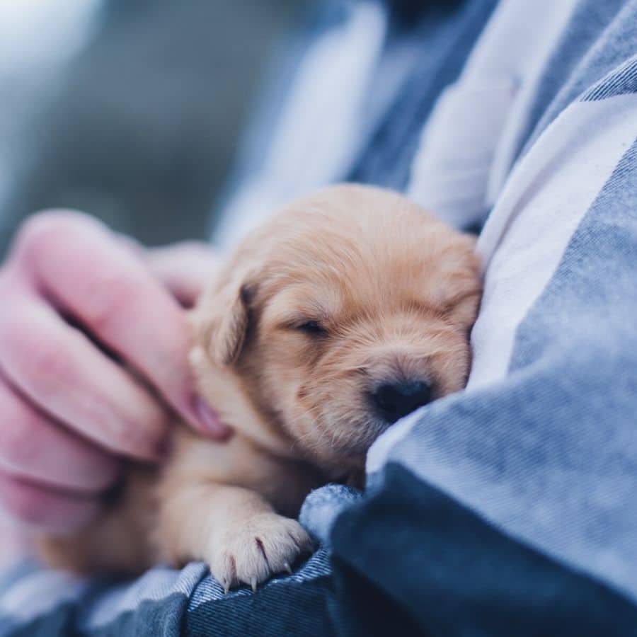 Ejercicio de estimulación temprana para cachorros