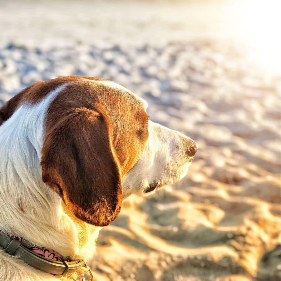 Sol para perros, pros y contras