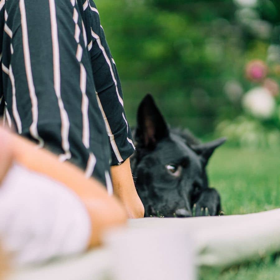 Razones por las que tu perro debería tener chequeos anuales