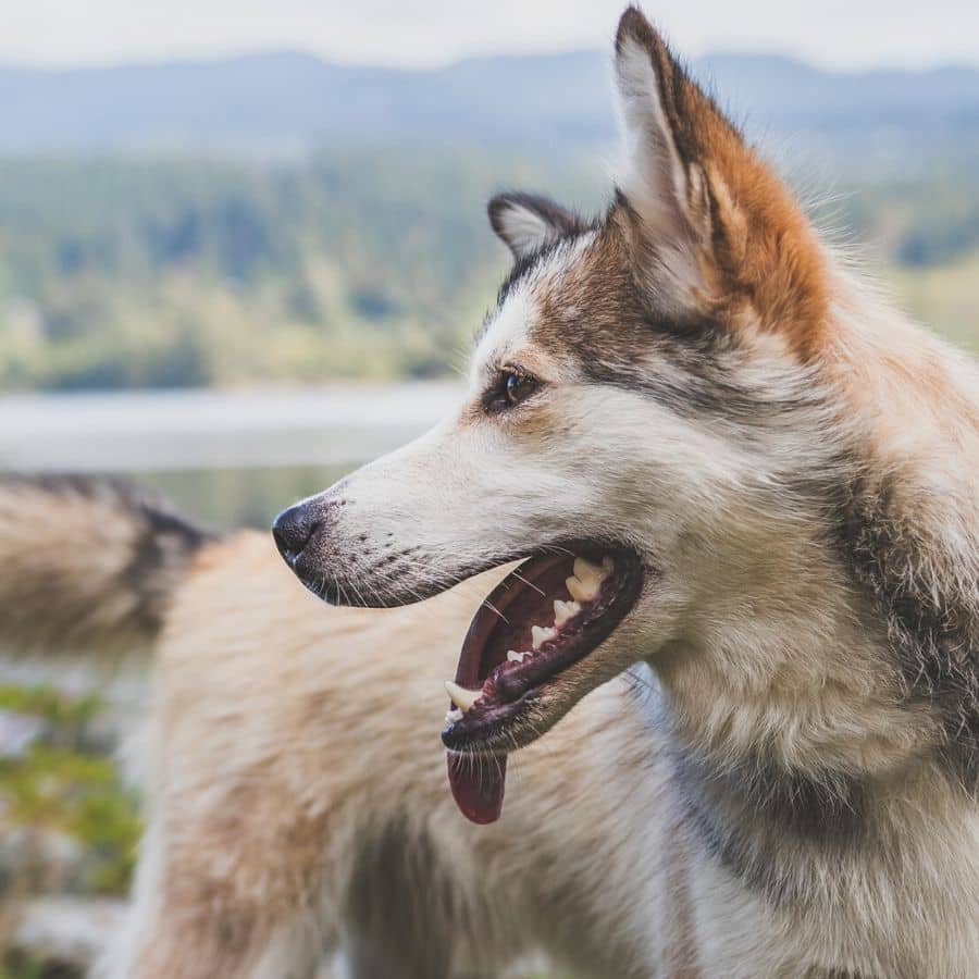 Diferencias de comportamiento entre razas de perro.