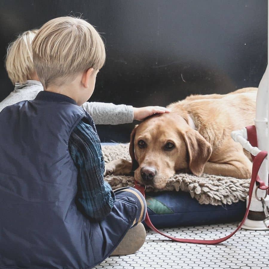 Consejos útiles para dueños de perros con niños.