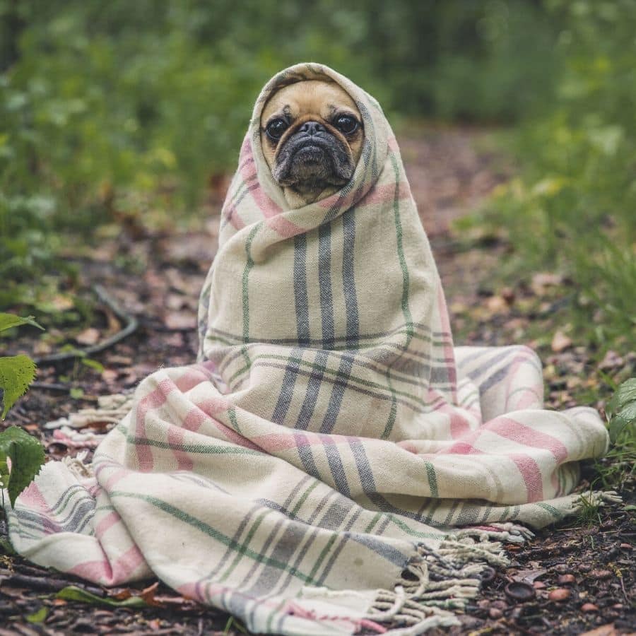 Il mio cane dovrebbe fare frequenti esami del sangue?