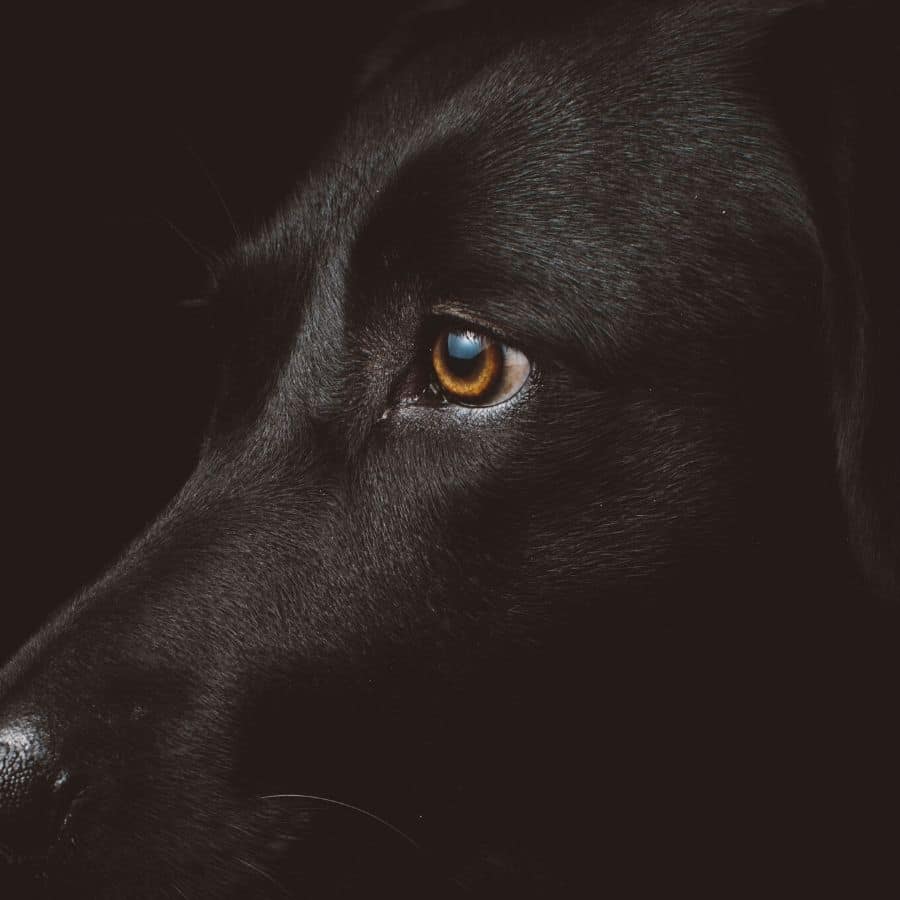 ¿ Por que los ojos de los perros brillan en la oscuridad?