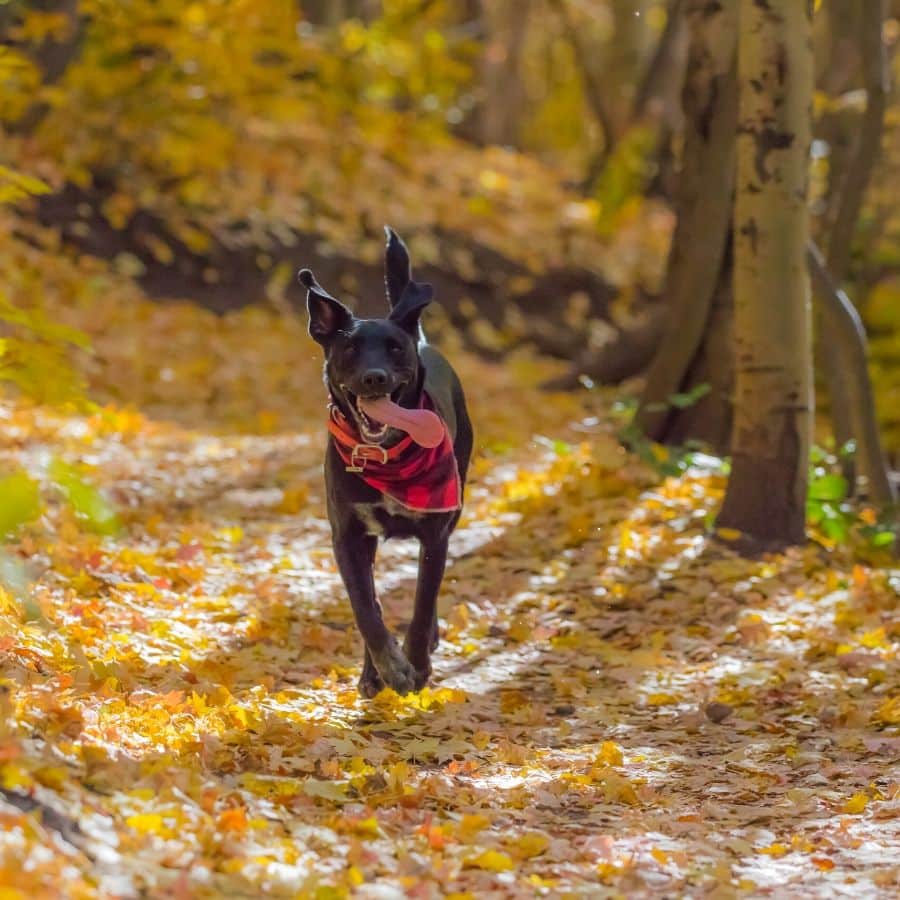 Trail Running con perro