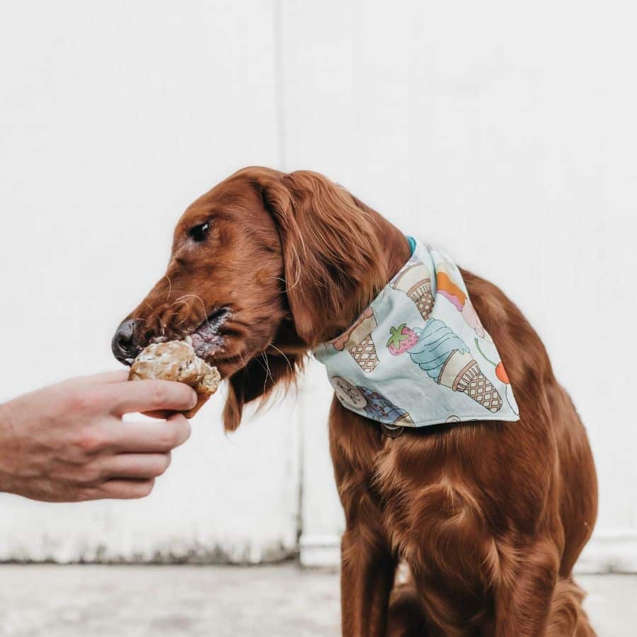 Pérdida apetito en perros, ¿ Una razón para preocuparse?