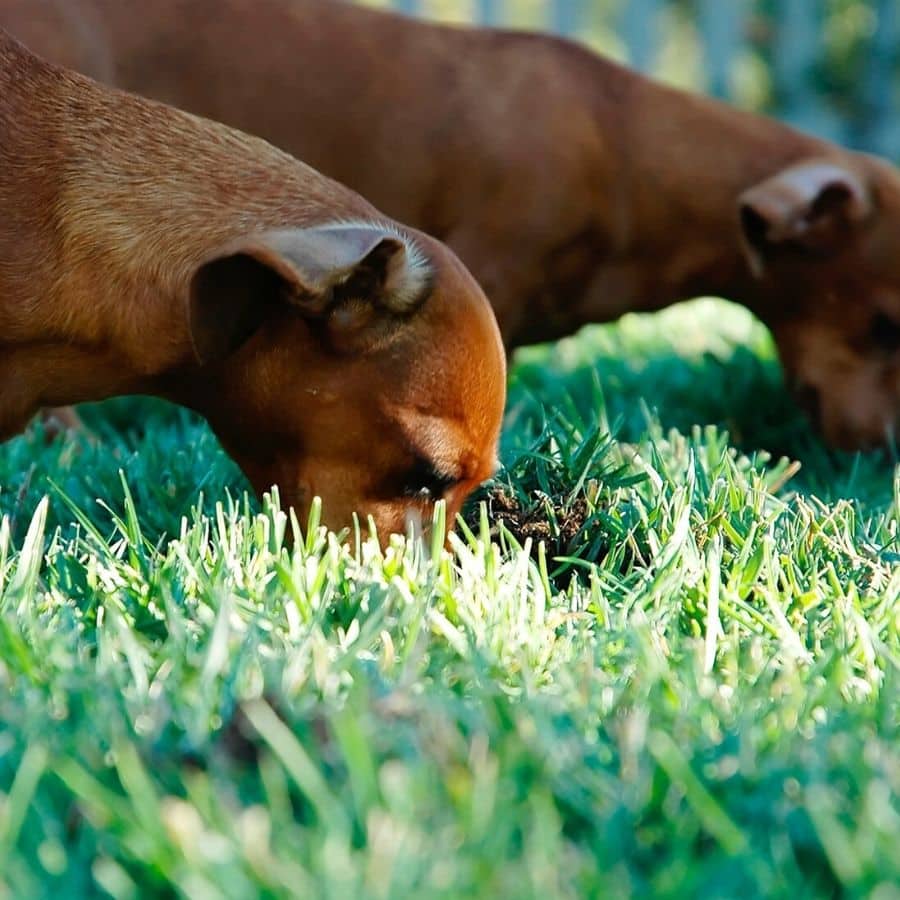 ¿ Un pienso de supermercado es bueno para mi perro?