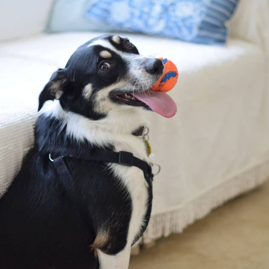 Como entreter o seu cão dentro de casa