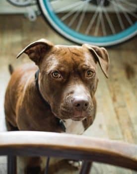 Pit bull Terrier