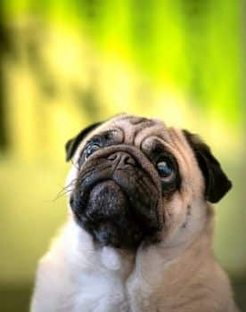 Pug