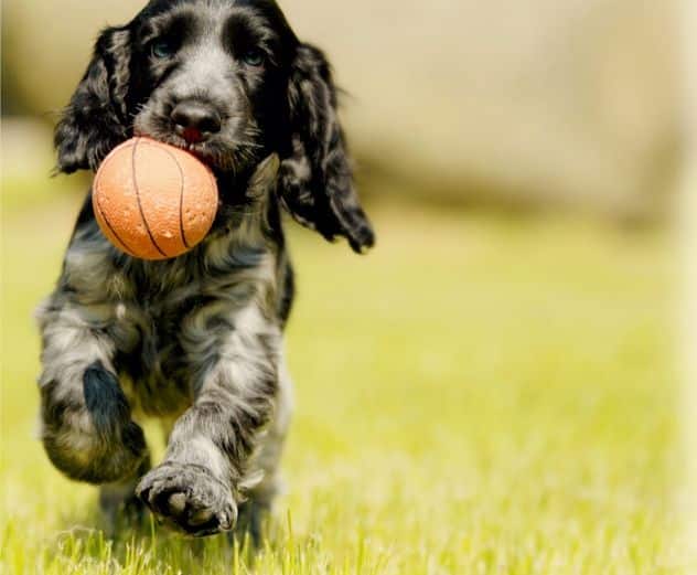 Checklist: lo que necesita saber antes de traer un perro a casa