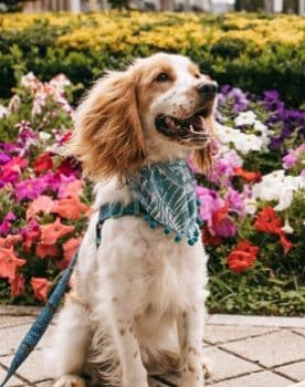 Cocker Spaniel