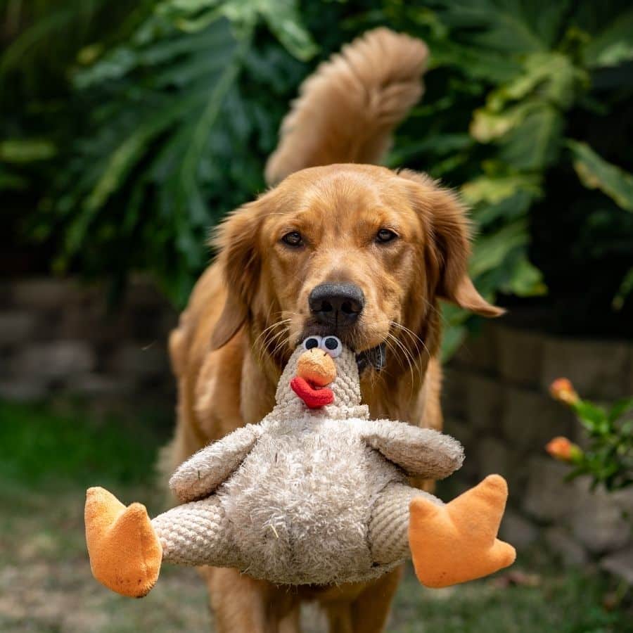 cómo saber si un perro será grande