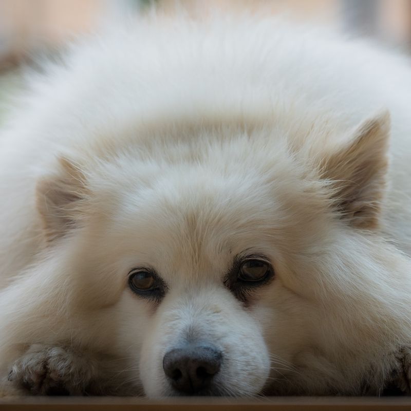 Como limpar os olhos do seu cão