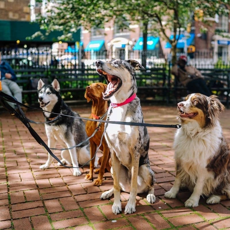 Como passear dois cães ao mesmo tempo