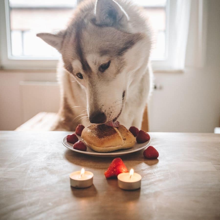 ¿Qué hacer si mi perro no quiere comer pienso?