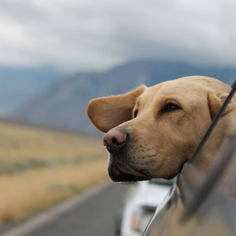 Seguro para cães: devo criar?