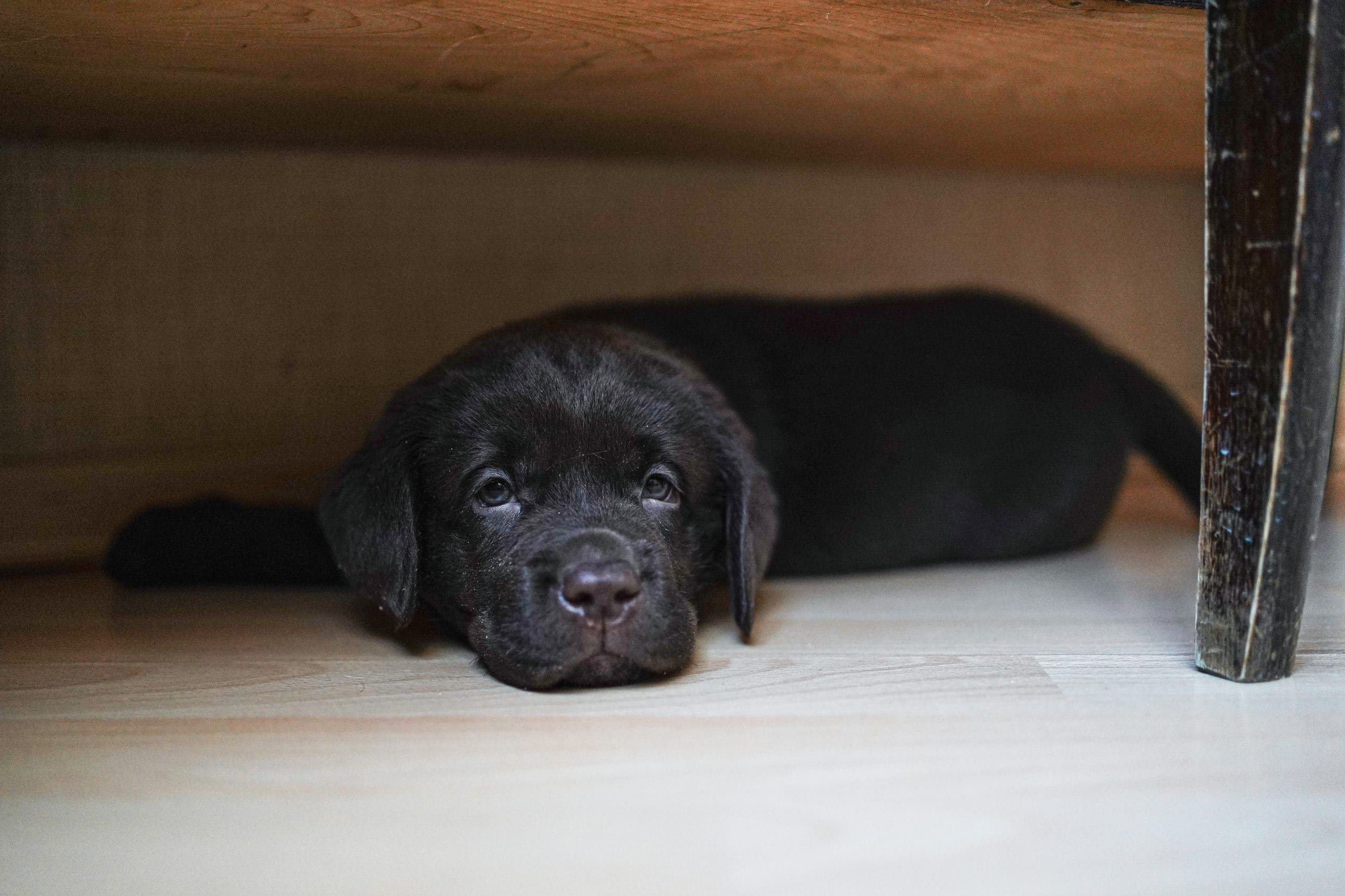 Tapetes absorventes – como treinar o meu cão a usá-los?